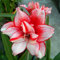 2 Amaryllis Zwiebel Steckzwiebeln Kaufen Weihnachten Amaryllis Zwiebeln Winterhart Mehrjährig Winterharte Pflanzen Für Garten Balkon Winterharte Pflanzen Zierblumen Hydroponik Blumenzwiebeln -R21