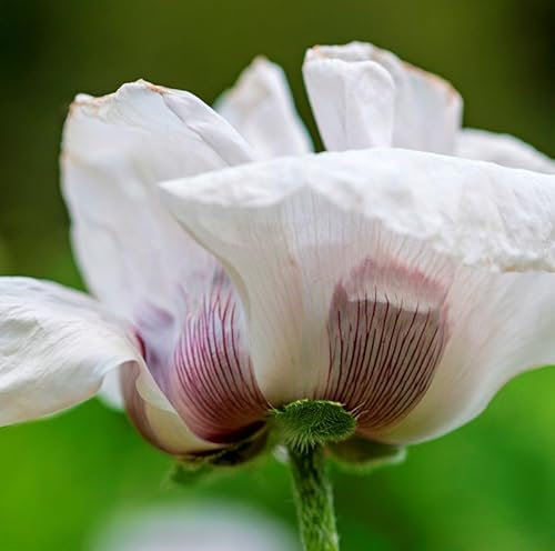 Türkischer Mohn Perry White - Papaver orientale - lebende Gartenpflanze aus den Baumschulen