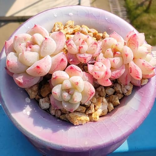 semillas suculentas, exóticas jardín elevado para jardin decoracion de interior 250pcs