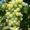 Phönix kernarme heller Wein Weintraube feines Muskataroma 60-100 cm 3,5 L Topf