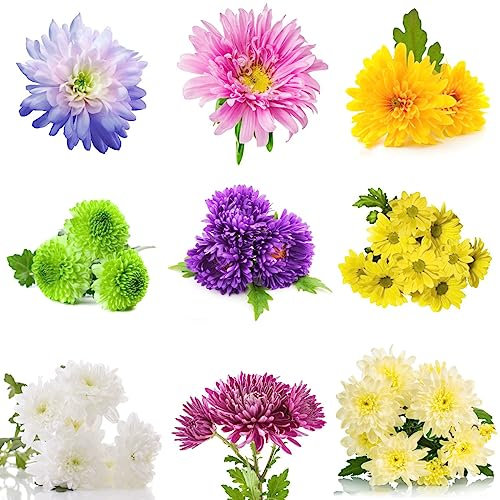 200 Pezzi Semi Di Piante Di Crisantemo Piante Da Giardino Roccioso Resistenti (Crisantemo) Fiori Piante Da Balcone Semi Di Fiori Di Campo, Semi Di Prato Fiorito Piante Di Crisantemo