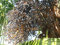 Windmill Palm Trachycarpus Fortunii Cold Hardy Large 100 Seeds : Seeds Only