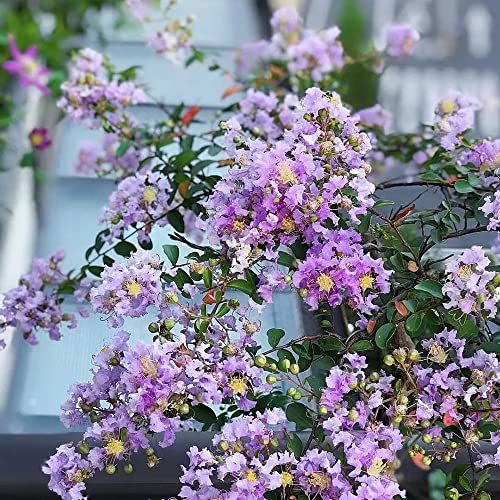 150 Stück kreppmyrte winterhart samen Lagerstroemia indica saatgut geschenk bodendecker winterhart kunst pflanzen geschenke für gartenfreunde nachhaltiges geschenk garten blumen baumsamen