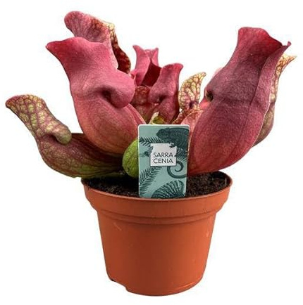 Fleischfressende Pflanze Sarracenia Maroon Schlauchpflanze 12cm 23cm