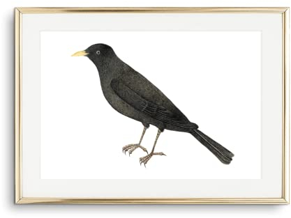 Din A4 Kunstdruck ohne Rahmen - Amsel - Drossel Schwarzdrossel - Vogel Natur Bild Druck Poster Bild