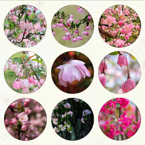 350 pcs begonien samen, kleines geschenk für frauen winterharte stauden mehrjährig balkonpflanzen winterhart sommerblumen samen bonsai topf kräutergarten geschenk pflanzen für draußen
