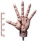 Handmodell 1: 1 Artikulierte Schaufensterpuppe Hand, bewegliche Gelenk Manikin Hand mit Basis, DIY PVC ABS Handmodell zum Zeichnen, Malerei, Skizzieren/Teint