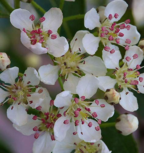 Apfelbeere Hugin 100-125cm - Aronia melanocarpa - lebende Gartenpflanze aus den Baumschulen