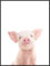 Vintage Malerei Blechschild Schwein Poster, Galeriewand, Kunstdruck, Dekoration, Café, Bar, Bauernhof, Landzimmer, Badezimmer, Wanddekoration, niedliches Metallschild, 30,5 x 20,3 cm