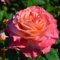 Rosa Rosen pflanzen (1 Duftende Pflanze), große winterhart mehrjährig Stauden, Pflanzen aus Holland für Garten und Topf (kein Samen, blumenzwiebeln und nicht künstlich)
