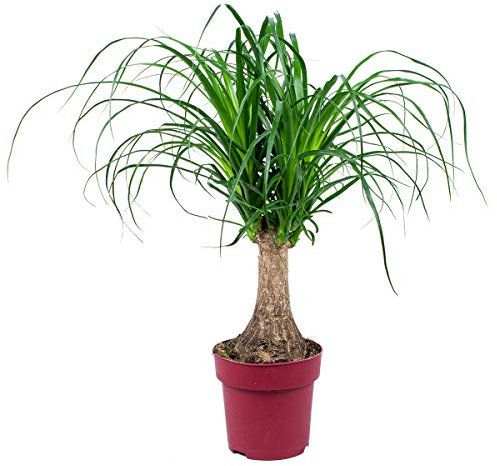 Bloomique - Beaucarnea Recurvata - Elefantenfuß - Zimmerpflanzen - Sehr Pflegeleicht - Luftreinigend - Höhe 50-60 cm - Topf 15 cm