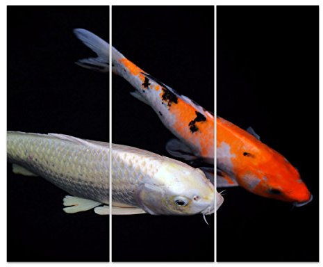 DekoGlas Glasbild 'Bunter Karpfen' Acrylglas Bild Küche, Wandbild Flur Bilder Wohnzimmer Wanddeko, mehrteilig 3 x 50x125 cm