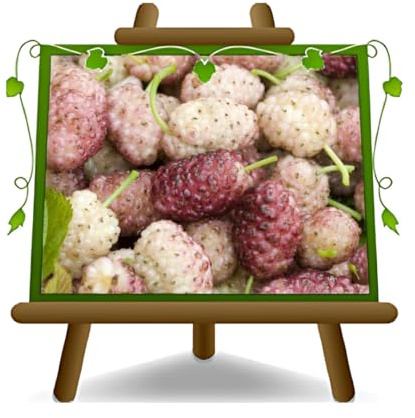 EURO PLANTS VIVAI Maulbeerbaum Sangue e Latte – Morus alba – Obstpflanze im Topf Ø 20 cm – Höhe 90–100 cm – Alter 2 Jahre – Italienische Baumschule