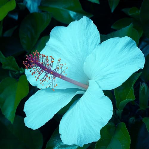 Hibiskuszwiebel, GroßE Und Bunte BlüTen,RiesenblüTen, SchöNe Topfpflanze,Schnittblume,Staudenhibiskus, BlüHend, Winterharte Stauden,Hibiscus-1zwiebeln-B