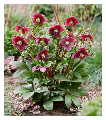 BALDUR-Garten 1x Christrose 'ViV® Victoria', Pflanze im 9x9 cm-Topf | winterharte Staude, mehrjährig, pflegeleicht, Winterblüher, lange blühend, immergrün, Helleborus