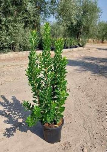 Arbutus unedo - Erdbeerbaum 60-80 cm Container