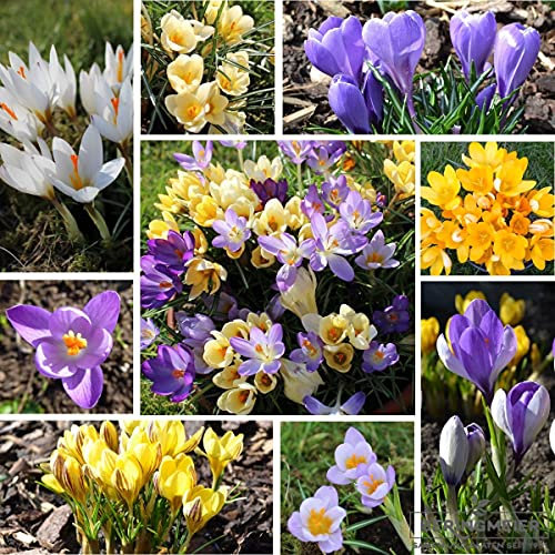 Krokusszwiebeln Crocus Honigkrokusse für Hummeln und Bienen 300 Stück