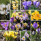 Krokusszwiebeln Crocus Honigkrokusse für Hummeln und Bienen 300 Stück