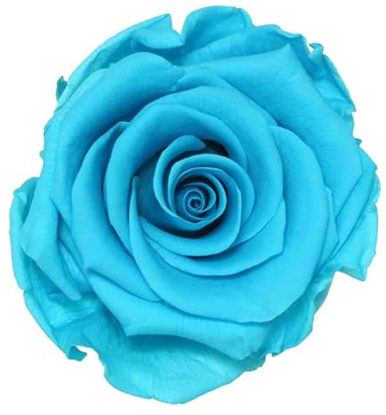 Générique VERDISSIMO Rose éternelle stabilisée Tige 55cm Diamètre 5 à 5,5cm (1, Turquoise)