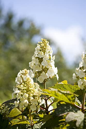 Hydrangea quercifolia 'Munchkin' 40-60 cm - Eichenblatthortensie, weiße Blüten, Blütezeit Juni-August, ideal für Rabatten, pflegeleicht und winterhart