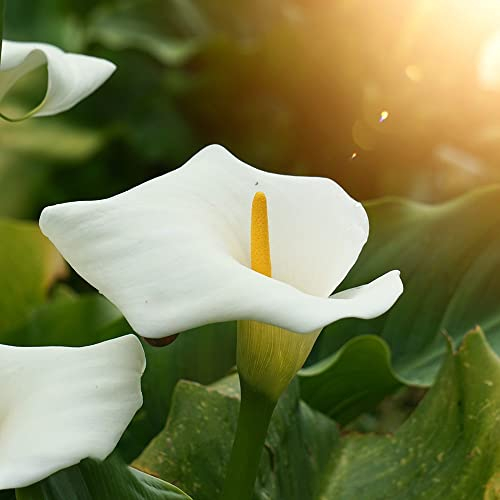 Winterharte Calla Zwiebeln Garten Blumen Balkonpflanzen Calla Lily Blumenzwiebeln MehrjäHrig Winterhart Balkon Blumen Gartendeko FüR DraußEn Exotische Pflanzen 3 Blumenzwiebel Calla Weiß
