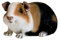 RAN Schöne Meerschweinchen Figuren Harz Nette Tiergarten Statue Modell Garten Rasenschmuck Dekor, 3,9 cm h