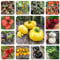 tomatensamen für balkon,tomaten samen kaufen, bio gemüsesamen,saatgut alte sorten tomaten samen bio samen gemüse,winterharte pflanzen für garten gemüse saatgut,hochbeet samen 500pcs