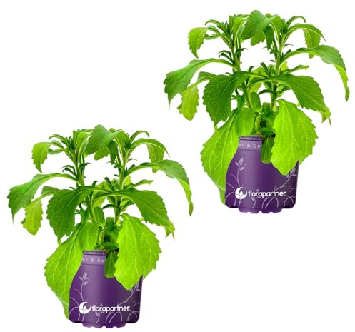 Stevia Pflanze Stevia rebaudiana Süßkraut Kräuterpflanzen 2er Set