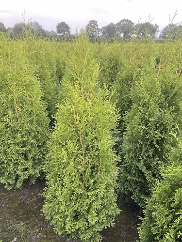 30 Thuja Brabant 'King of Brabant' 140-160cm ohne Topf gemessen frisch vom Feld Gartenhecke Heckenpflanzen Immergrüner Lebensbaum