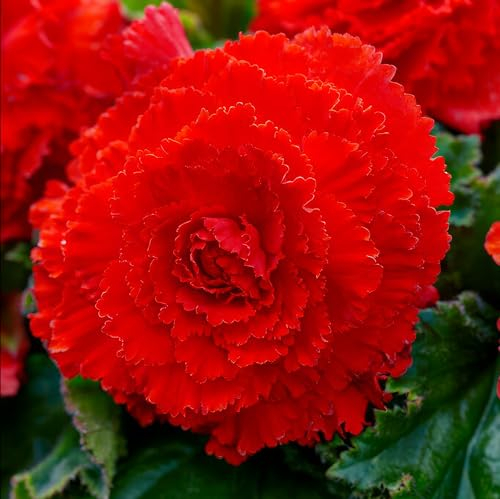 Begonie Fimbriata Rot, 5 Begonien knollen aus Holland, Echte Blumenampel Begonien Pflanzen (keine Samen und nicht künstlich), mehrjährig für Töpfe und Balkone, nicht winterhart