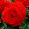 Begonie Fimbriata Rot, 5 Begonien knollen aus Holland, Echte Blumenampel Begonien Pflanzen (keine Samen und nicht künstlich), mehrjährig für Töpfe und Balkone, nicht winterhart