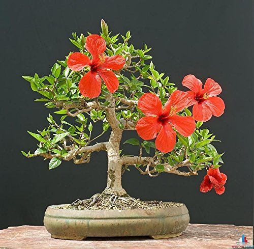 HIBISCUS CRIMSON MALLOW - 70 Samen - Hibiscus syriacus - Bonsai-Baum