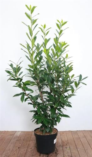 Prunus laurocerasus 'Caucasica' 120–140 cm – Winterhart, Immergrün, Pflegeleicht – Kirschlorbeer – Heckenpflanze für Garten & Sichtschutz