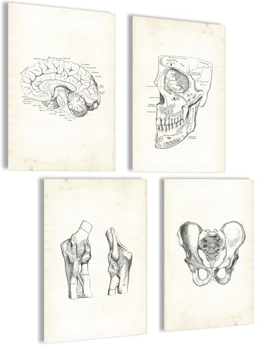 Mojoliving Anatomie Skelett Poster Set - Vintage Bilder für Schlafzimmer, Aesthetic Room Decor und Fitness - Modell Deko