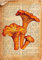 Bunte Vintage-Buchdrucke Pilz Botanisches Poster Wörterbuch Kunstdruck Leinwand Malerei Shrooms Poster Wand Kunst Home Decor A5 21X30Cm Kein Rahmen