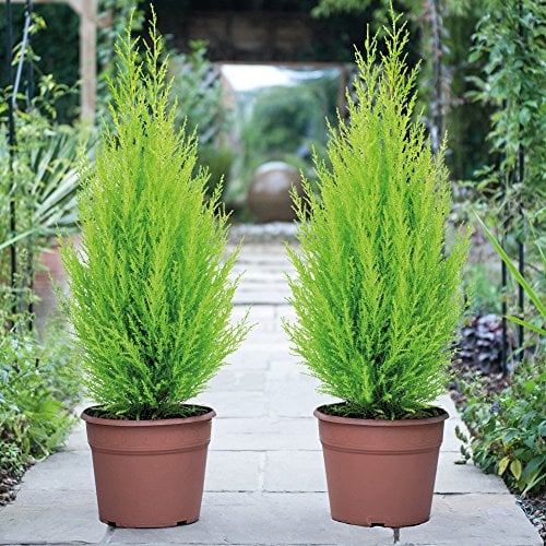 Italian Cypress Wilma Conifer Tree - 8 x Cupressus Plant in 10.5cm Pot, Ideal for Outdoor Gardens, Easy to Grow, Ideal for Borders & Containers by Thompson & Morgan