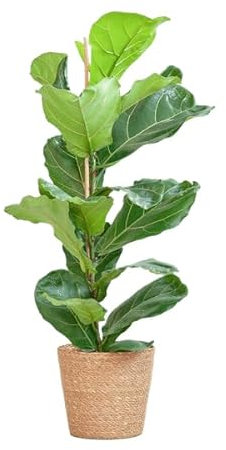 Ficus Lyrata - Geigen-Feige - Zimmerpflanze - 80cm - Ø21cm + Korb Sofia Natur