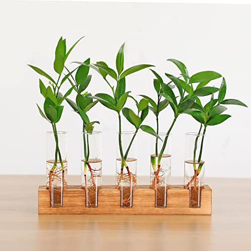 HUSSLEAN 5 Reagenzgläser aus Glas für Pflanzen, Terrarium mit Holzständer, Desktop-Luftpflanzgefäß für Hydrokulturen, Wasserpflanzen, Schneiden, Haus, Garten, Büro, Dekoration, Liebhaber, Geschenke
