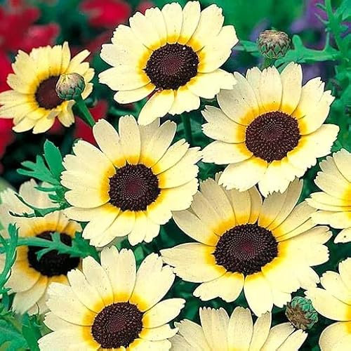 Corn Marigold - Eastern Star - 300 Seeds + Freebie + Plant tag - Chrysanthemum segetum, Yellow