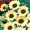 Corn Marigold - Eastern Star - 300 Seeds + Freebie + Plant tag - Chrysanthemum segetum, Yellow