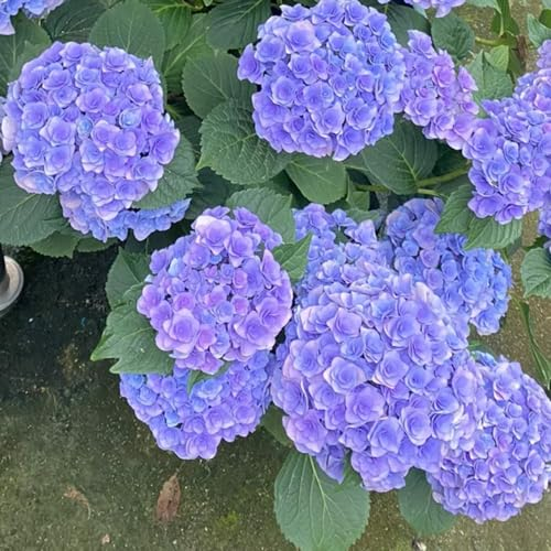 200 pcs hortensien samen bodendecker winterhart mehrjährig (hortensien) balkon blumensamen Saatgut frühlingsblumen blumenwiese samen mehrjährig wildblumensamen mehrjährig winterhart