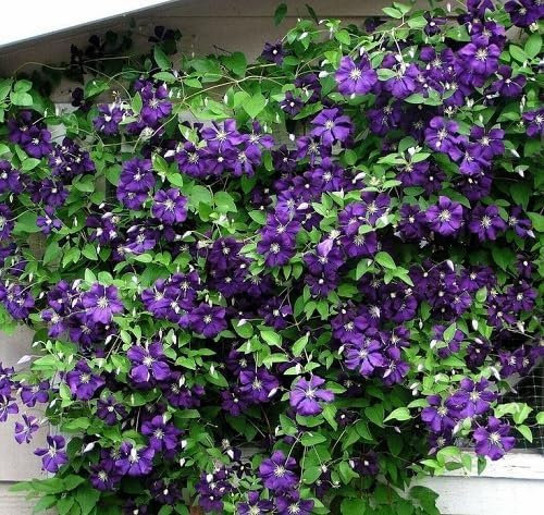 95 Stück violette Clematis-Blumensamen