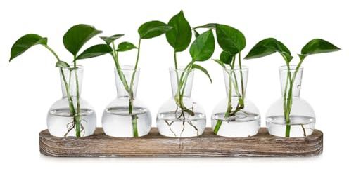 Harewtwy Propagation Station Glass Vases Decoration: 5 Plants Terrarium with White Washed Wooden Tray for Living Room Office