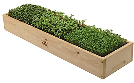 Microgreens Grow Kit Sustainable Superfood Health Nutrition Growing Your Own Indoor Windowsill Home Gardening Sprouter Tray (72cm Large) Wooden Frame by Sow Fresh