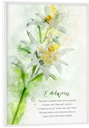 artboxONE Poster mit weißem Rahmen 18x13 cm Natur Edelweiss - Bild Flower Beautiful Blume