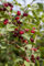Lonicera xylosteum 60-100 cm - Rote Heckenkirsche, cremeweiße Blüten, Blütezeit Mai-Juni, ideal für Hecken, bienenfreundlich, winterhart