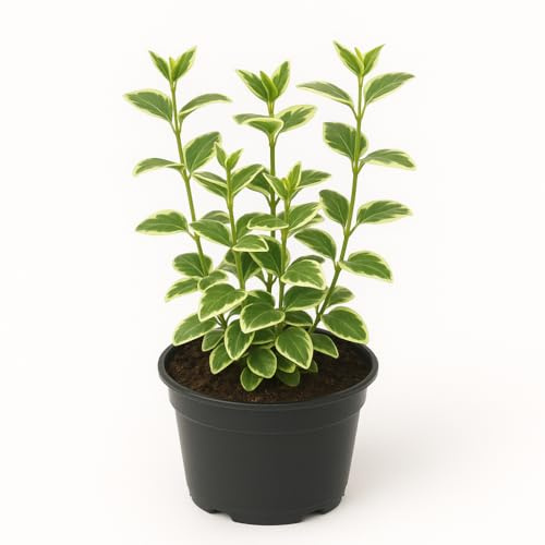 Vinca minor 'Variegata' – 6er Set Immergrün-Stauden – Blau blühender Bodendecker mit grün-weißem Laub – Winterhart, pflegeleicht & mehrjährig – 10cm Wuchshöhe (6)