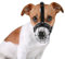 BRONZEDOG Hundemaulkorb Drahtkorb Metallmaske für Kleine, Mittlere und Große Hunde, Atmungsaktiv, Hund kann Trinken, Verstellbar, Gepolstert, Training, Verhindert Beißen (Size 2: Jack Russell Terrier)