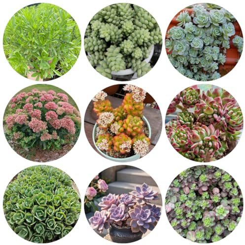 semillas de sedum cobertura del suelo - balcón decoración. variedades antiguas, jardín de rocas 120pcs