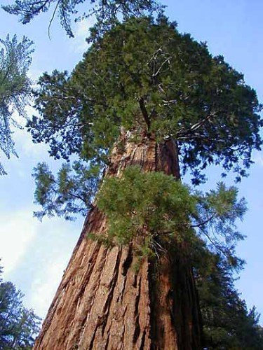 Sequoiadendron giganteum - Riesenmammutbaum - 20 Samen